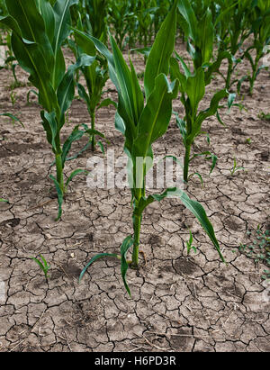 corn plants on dry soil Stock Photo