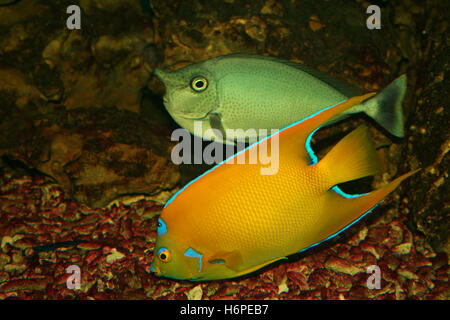 fish Stock Photo