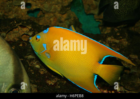 fish Stock Photo