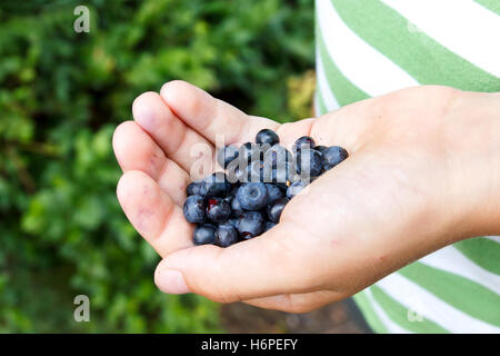 Freshly picked blueberries in child's hand. Leafy background. Stock Photo