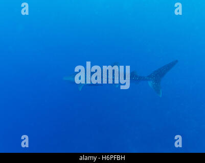Whale shark (Rhincodon typus) swimming in ocean blue, Maldives