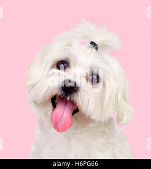 Nice dog with a funny pigtail on a pink background Stock Photo