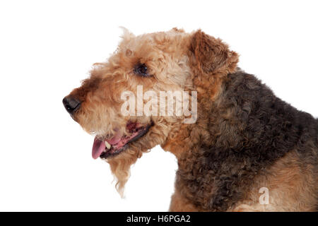 Nice airedale terrier breed dog isolated on white background Stock Photo