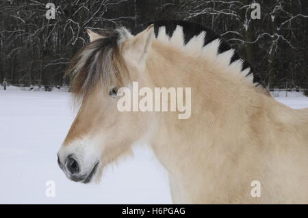 fjord horse Stock Photo