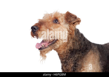 Nice airedale terrier breed dog isolated on white background Stock Photo