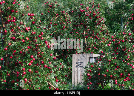 Red apple orchard ready to harvest. Stock Photo