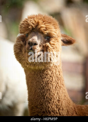 close single brown brownish brunette one alpaca fluffy head detail spare time free time leisure leisure time colour animal pet Stock Photo