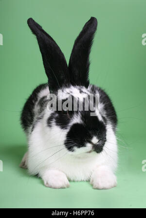 sweet black and white rabbit on a green background Stock Photo