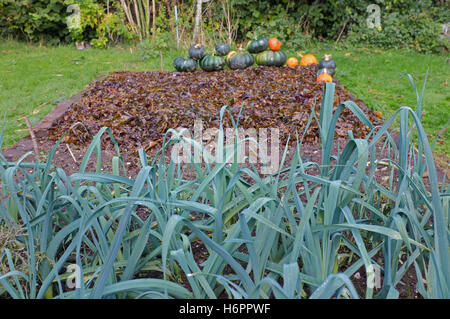 Harvested pumpkins/squash on the edge of a raised bed which has been covered in seaweed with leaks growing in the foreground. Stock Photo