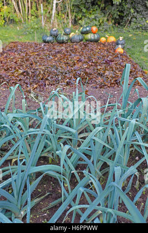 Harvested pumpkins/squash on the edge of a raised bed which has been covered in seaweed with leaks growing in the foreground. Stock Photo