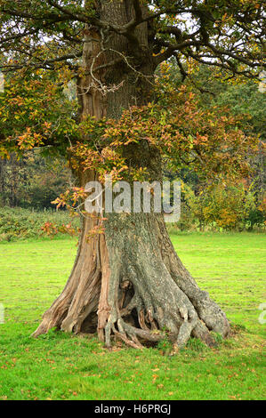 Knarled roots of an old English Oak tree, Filham Park, near Ivybridge, The South Hams of Devon, England Stock Photo