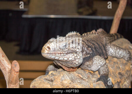 Cuban Rock Iguana on display at the Canadian Pet Expo Stock Photo
