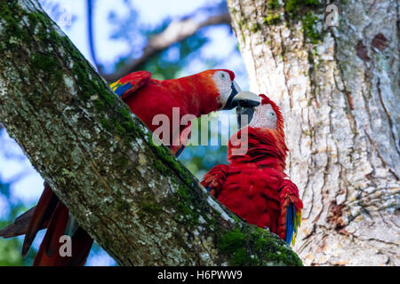 loving pair of scarlet macaws kissing underneath a tree Stock Photo