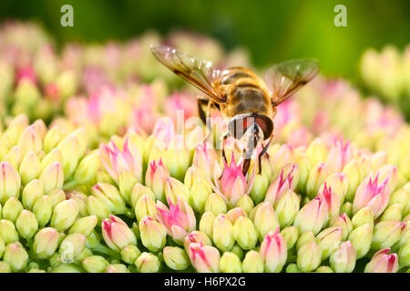 Hover fly pollinating stonecrop flowers on a warm sunny day Stock Photo