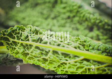 Detail of green black kale vegetable leaf selective focus Stock Photo