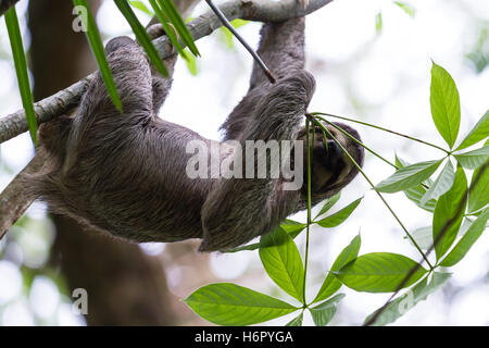 three toed sloth in the costa rican rainforest hanging from a tree feeding on leaves Stock Photo