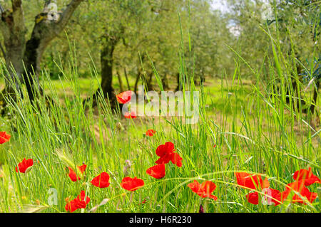 poppy olive grove - corn poppy in olive grove 03 Stock Photo