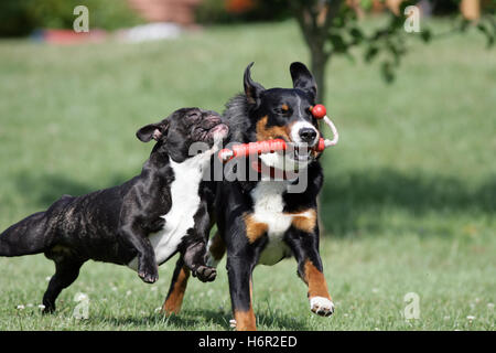 together playing dogs Stock Photo