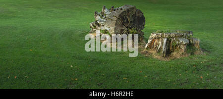 A section of an old tree trunk lies in the middle of a grassy park with it's stump sits right beside still attached to the soil. Stock Photo