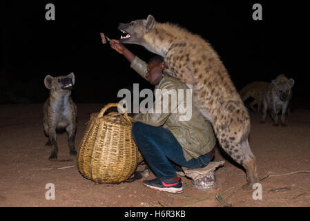 Son of Hyena Man feeding wild Spotted Hyenas (Crocuta crocuta) by hand, outside of the walled city of Harar, Ethiopia Stock Photo