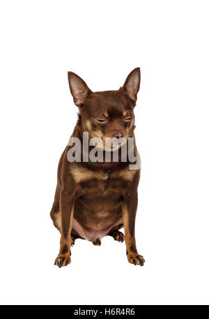 Small sad dog sitting isolated Stock Photo