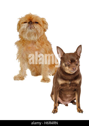 Shaggy Griffon Bruxellois and Russian Toy terrier dogs are sitting isolated Stock Photo