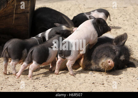 drink drinking bibs suck piglet suckle sow pig drink drinking bibs mini suck farm animal piglet bristles bristly domestic pig Stock Photo