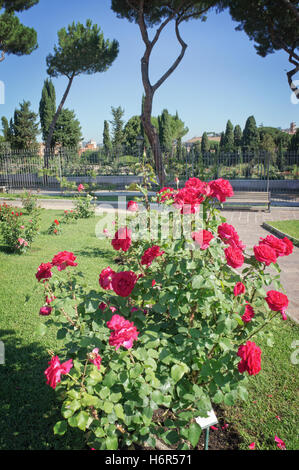 Municipal Rose Garden in Rome Italy Stock Photo
