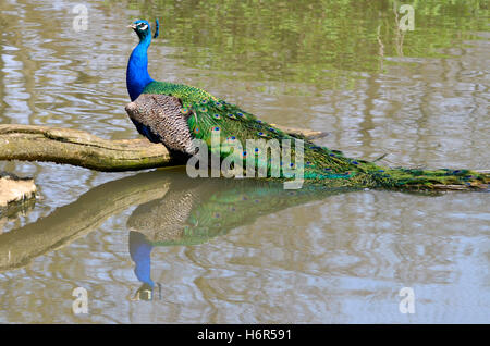 birds Stock Photo