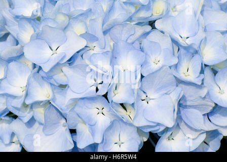 close blue beautiful beauteously nice macro close-up macro admission close up view detail colour closeup garden flower plant Stock Photo