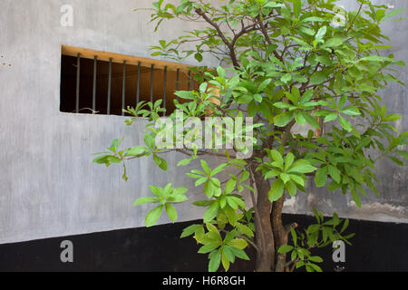 Tree growing outside cell of Hỏa Lò Prison in Hanoi, North Vietnam, also known as Hanoi Hilton Stock Photo
