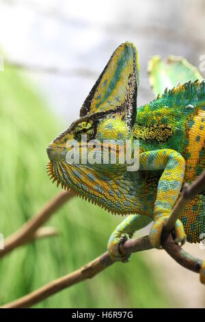 reptiles amphibians Stock Photo