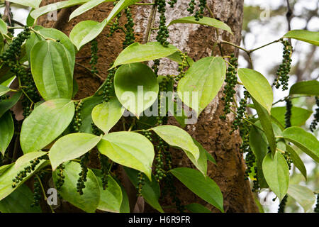 pepper plant Stock Photo