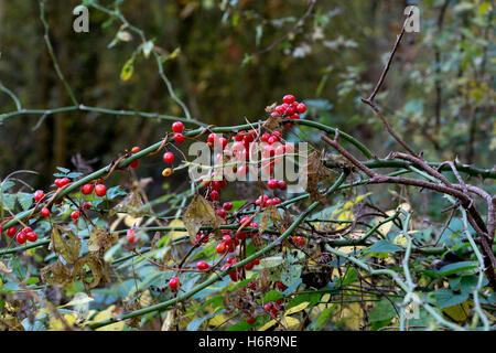 White Bryony (Bryonia dioica) berries in autumn, Ufton Fields Nature Reserve, Warwickshire, England, UK Stock Photo