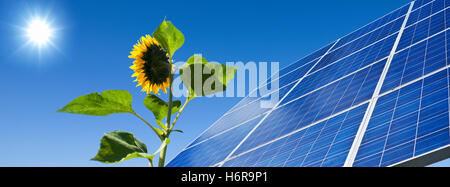 solar,energy,power,solar panel,sun,sunflower,light Stock Photo