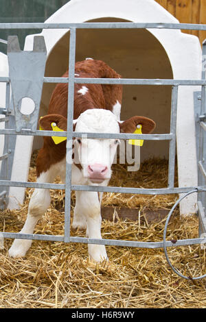young calf in the barn Stock Photo