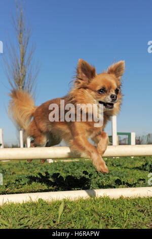 motion postponement moving movement beautiful beauteously nice spare time free time leisure leisure time animal pet brown Stock Photo