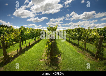 plants flowers Stock Photo