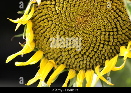 sunflower helianthus annuus Stock Photo