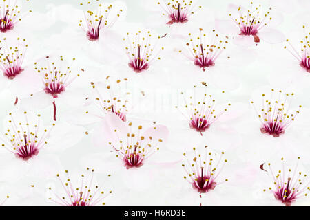 flowers of blutpflaume (prunus cerasifera nigra) as background Stock Photo
