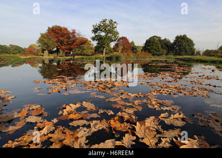 Bushy Park, London, UK. 31st October 2016. Autumn colours reflected the Longford River on a warm day in Bushy Park, SW London. Credit:  Julia Gavin UK/Alamy Live News Stock Photo