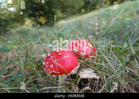 Zella-Mehlis, Germany. 16th Oct, 2016. Two Fly agaric mushrooms (Amanita muscaria) stand on a grass pitch near Zella-Mehlis, Germany, 16 October 2016, Photo: Soeren Stache/dpa/Alamy Live News Stock Photo