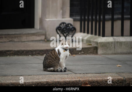 Downing Street, London, UK. 1st November, 2016. Larry, the 10 Downing Street cat provides entertainment during the weekly cabinet meeting in Downing Street. Credit:  Malcolm Park editorial/Alamy Live News. Stock Photo