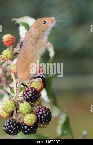 Harvest Mouse (micromys minutus) standing on the hind legs.  Resting on a blackberry stalk of ripe and unripe berries Stock Photo