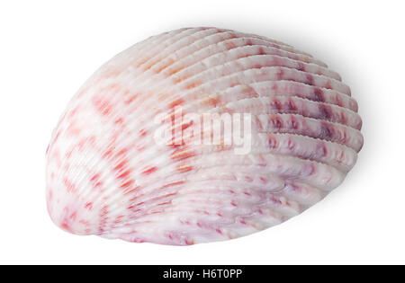 Half of seashell isolated on white background Stock Photo