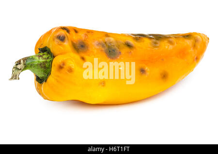 Rotten bellpepper isolated on white background. Moldy vegetable. Stock Photo