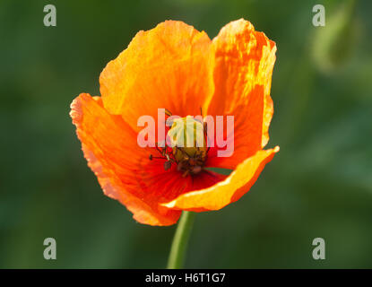 colour bloom blossom flourish flourishing spring poppy corn poppy red nature macro close-up macro admission close up view Stock Photo