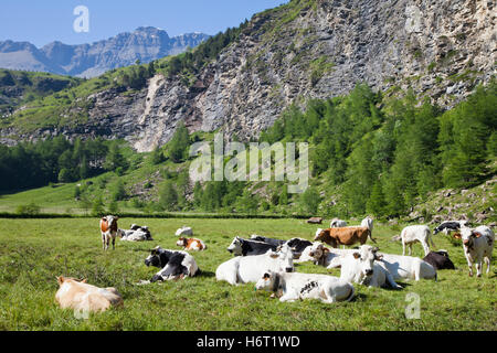 beautiful beauteously nice hill mountains stone animal brown brownish brunette tourism agriculture farming shine shines bright Stock Photo