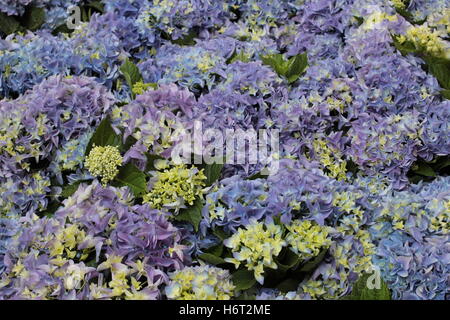 Blue Calandiva flowers