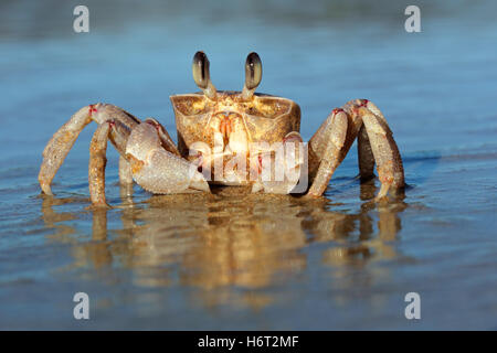 fishes crustaceans Stock Photo